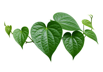 fresh green heart-shaped betel leaves on a vine isolated on white background for natural or botanica