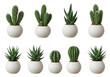 © Elsha - Assorted small cacti and succulents in white pots isolated on white background