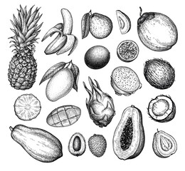 Canvas Print - big exotic fruit ink sketch collection