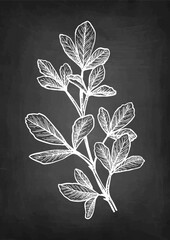 Wall Mural - fenugreek branch chalk sketch