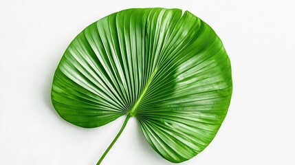 Wall Mural - close-up of a large green leaf on a white background with a green stem protruding from the center