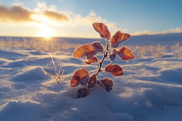 Wall Mural - researchers develop a plant capable of surviving in extreme temperatures, but when they start testin