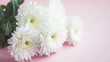 © M - Delicate white chrysanthemums on a soft pink background.