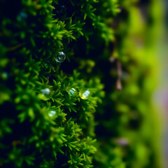 Canvas Print - moss