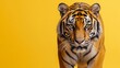 © free - Tiger with distinctive stripes walks forward against a yellow backdrop