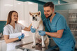 © standret - Using stethoscope, listening. Veterinarians are with Akita Inu dog in clinic