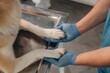 © standret - Holding paws. Male veterinarian is with Akita Inu dog in clinic