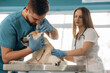 © standret - Busy, checking in, examining. Veterinarians are with Akita Inu dog in clinic