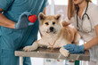 © standret - Little red heart in hands, cardiologist. Veterinarians are with Akita Inu dog in clinic