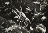 Monochromatic illustration of aquatic life with fish and crustaceans