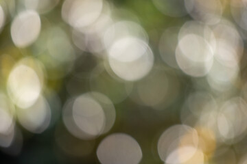 Wall Mural - the image is a blurry, abstract representation of a tree with many small circles