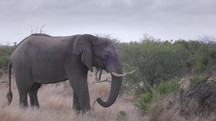 Wall Mural - a side view of an african elephant feeding on grass at kruger national park of south africa
