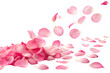 © NadeAnamta - pink rose petals on transparent background
