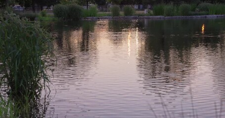 Sticker - Tranquil Pond With Nature Silhouette Reflections During Sunset Over City Park. Static Shot