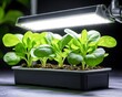 © sajar - Seedlings under grow light