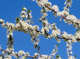 Wall Mural - a tree with white flowers and a blue sky