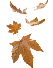 falling dry leaves isolated on transparent background, with included clipping path