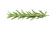 © reged - Fresh rosemary sprig culinary herb