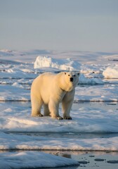 polar bear standing on ice floe in arctic habitat landscape