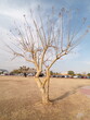 © Emiliano - Arbol de Aguascalientes