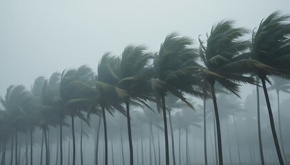 Palm Trees in Fog and Wind