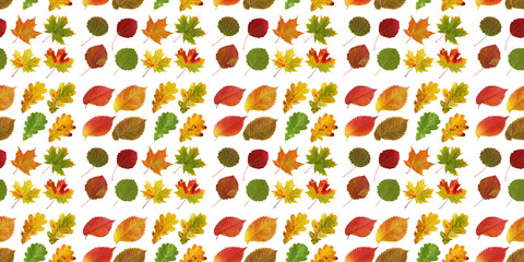 Wall Mural - colorful autumn leaves seamless pattern on white background