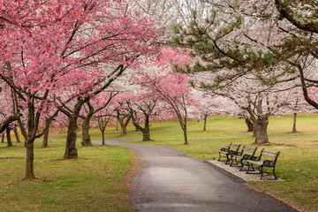 spring blossoms in branch brook park, newark nj on a cloudy day with light rain in april. benches to