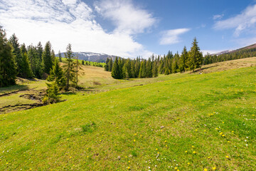 Wall Mural - mountainous countryside of ukraine in spring. fir woods on the grassy hills. distant alpine tops of 
