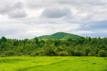 Wall Mural - field near the forested hill. green rural landscape of ukraine in spring. beautiful view of grass me