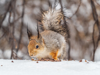 the squirrel in winter sits on white snow.