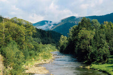 a mountain river with rapids flows down among green bushes and forest