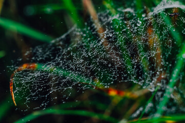 macro spider web close-up with dew drops on a green background