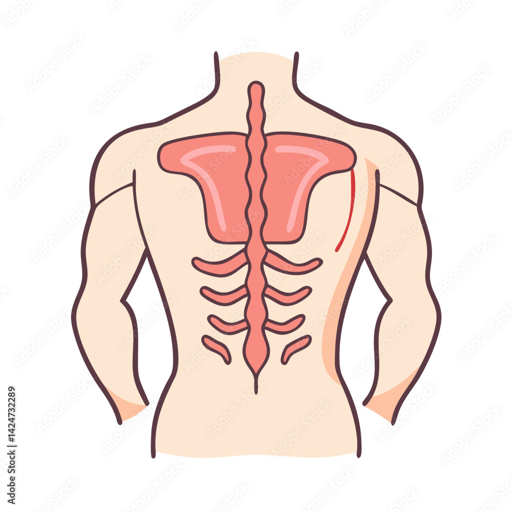Human Back Anatomy: Spine, Rib Cage, and Muscles Stock Vector | Adobe Stock