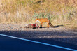 © Wittke Photography - Photograph of a Red Fox eating Kangaroo roadkill by the side of the road in a regional area of the Central Tablelands in NSW, Australia.