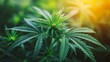 © Harry - Vibrant Green Cannabis Plant Lush Foliage Detailed Closeup Photography Natural Hemp Leaves Sunlight Illuminated Marijuana Botanical Beauty Growing Organic Agriculture Weed Cannabis Sativa THC CBD Leaf