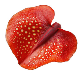 Wall Mural - png a single rafflesia petal botanical detail blossom.