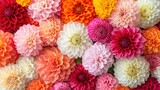 Vibrant dahlia blossoms in a spectrum of colors (1)