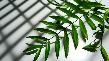 Wall Mural - Green leaves with shadows on white background