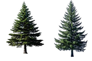 Isolated Photo of Two Green Pine Trees With Transparent Background