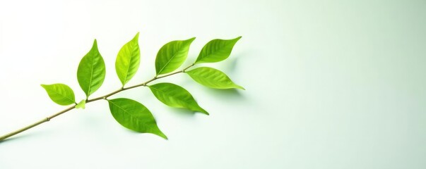 Wall Mural - single branch with leaves isolated on white background, simplicity, leaf