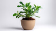 © Ace64 Studio - Plant in a pot on white background isolated white background