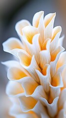 Wall Mural - close-up of delicate white and orange flower petals