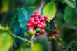 © SHUTTER DIN - organic red coffee cherries, raw berries coffee beans on coffee tree plantation at chiang mai thailand.