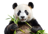 giant panda eating bamboo