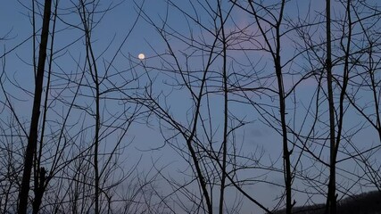 Wall Mural - moon and moonrise over sky twilight forest winter landscape iran hyrcanian reserve park snow hill cold season river view scenic rural scene sunrise sunset pink purple blue majestic nature wonderland