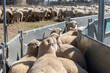 © Austockphoto - Mob of cross bred lambs going through a race toward a draft