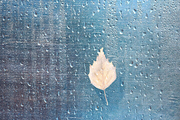 Wall Mural - raindrops on the glass, against the background of autumn fallen leaves, seasonal wet backdrop