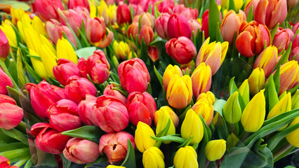 Wall Mural - Bright colorful background of red and yellow tulips