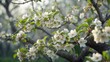 © Holo Frame - Macro shot of a natural background featuring spring blossoms with white apple blossoms on branches in a garden