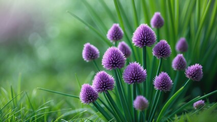 Aufkleber - A colorful showcase of purple chive blossoms thriving in a garden amid lush green grass